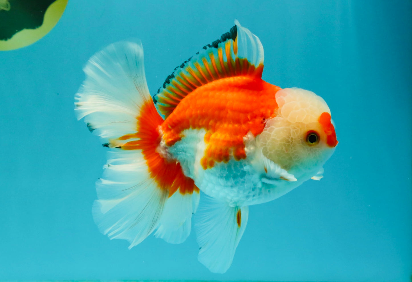 A Grade Red White Oranda Male 6 inches #041726OR_20