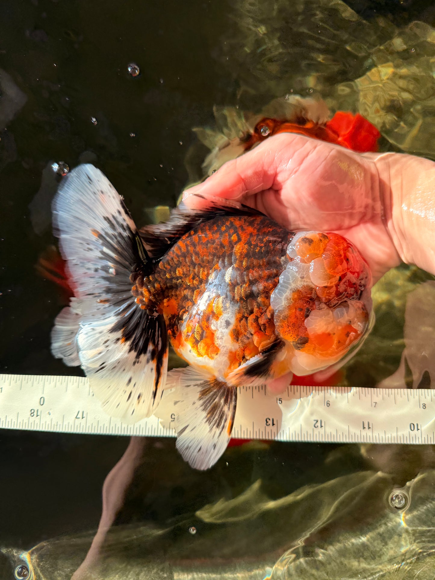 GIANT SUPER AAA Grade Godzilla Kirin Calico Oranda Male 6.5-7 inches #030626OR_06