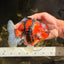 A Grade Tiger Yuanbao Male 5.5 inches #041726YB_15