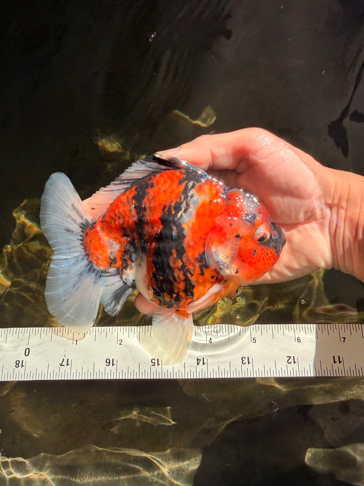 A Grade Tiger Yuanbao Male 5.5 inches #041726YB_15