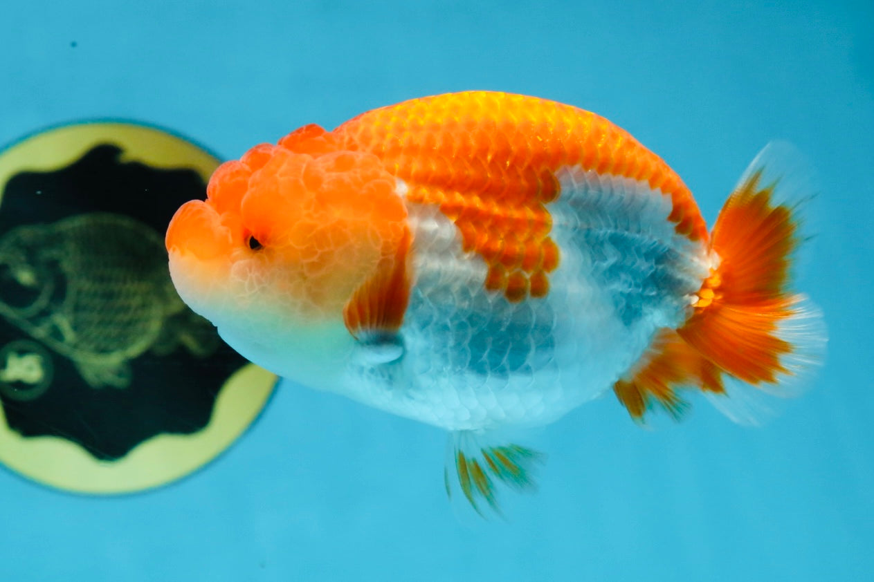 AAA Grade Red White LionQueen 4 inches #101725LC_10