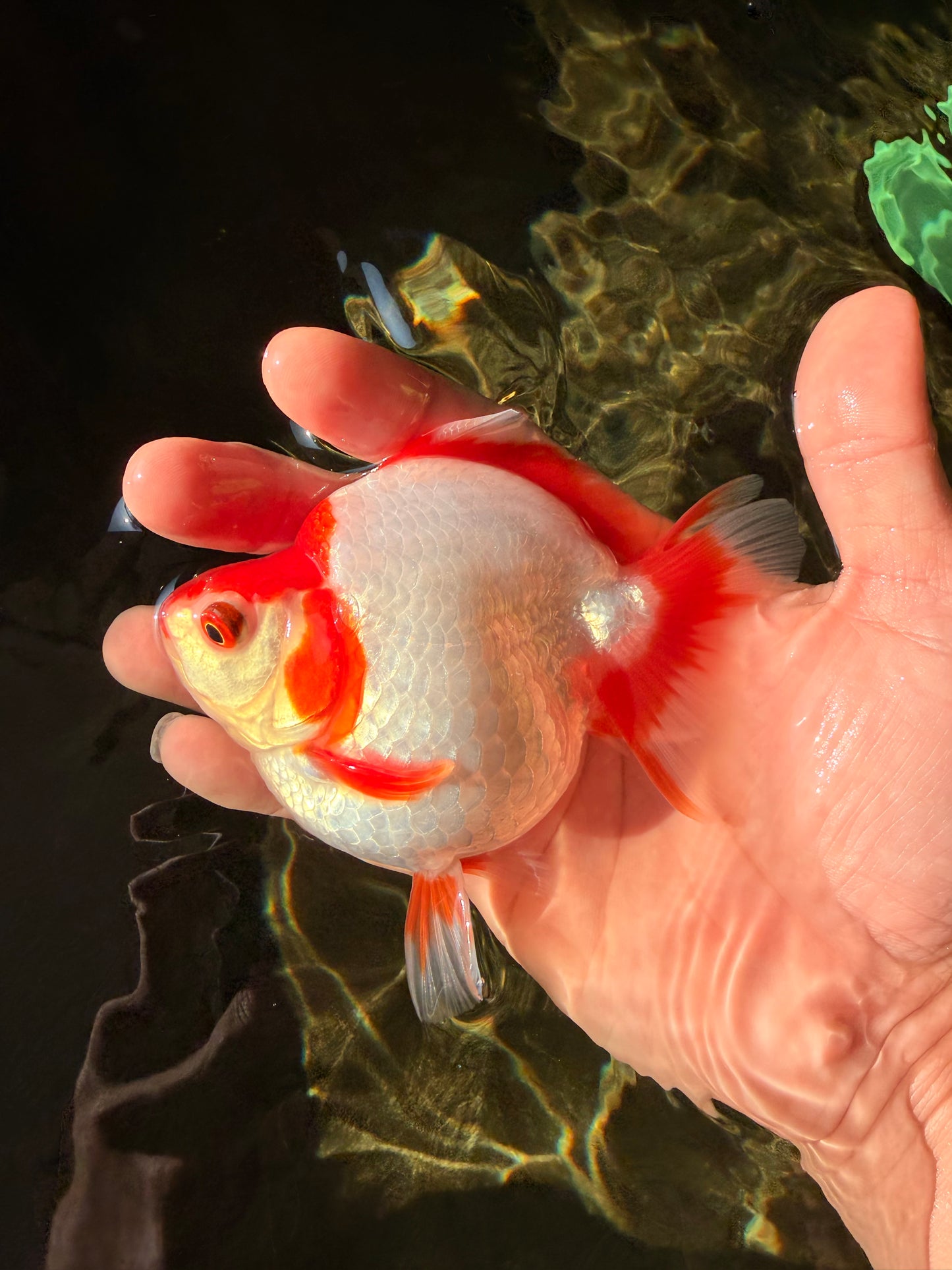 AAA Grade Red White Ryukin Female 4-4.5 inches #030626RK_15