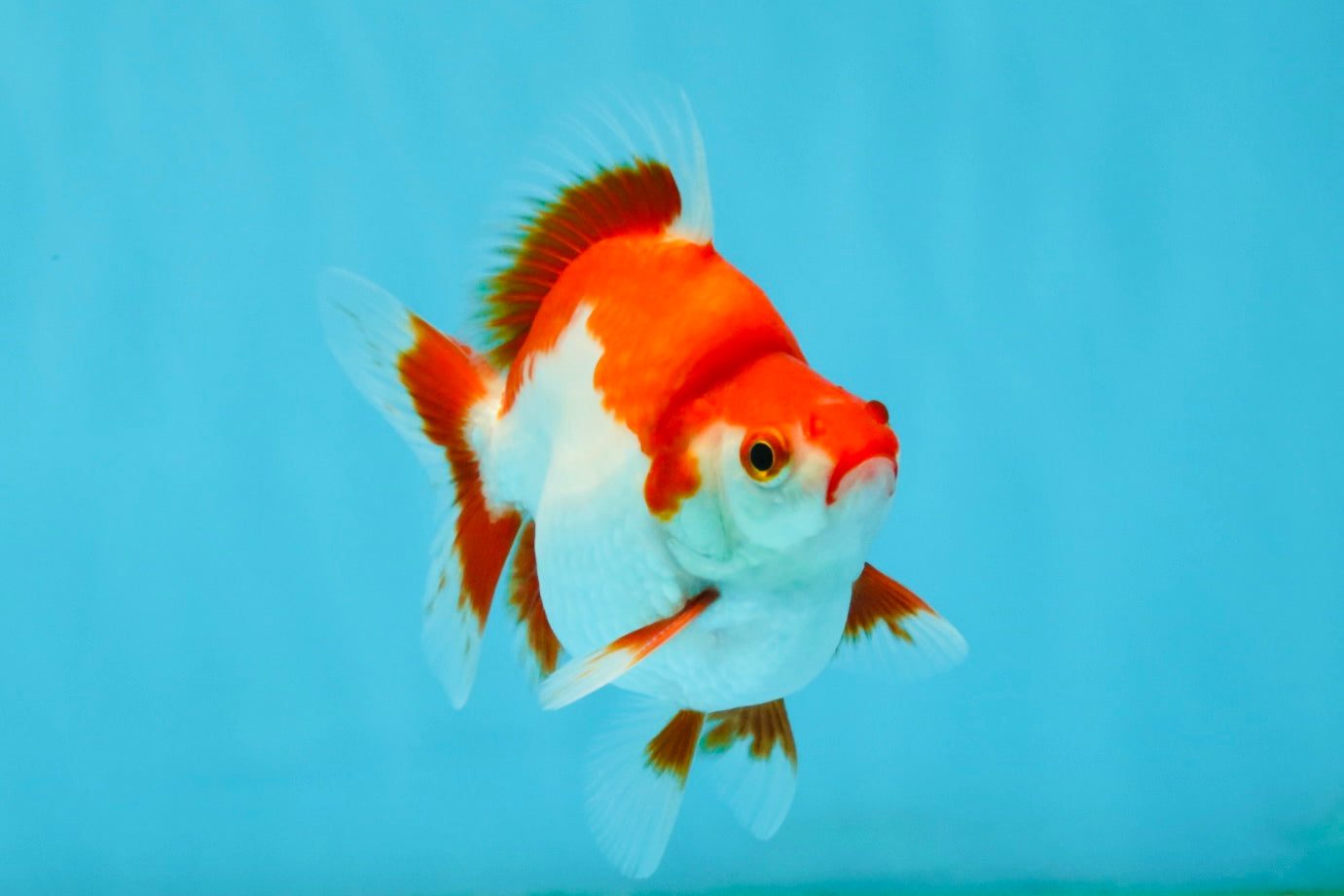 AAA Grade Red White Ryukin Male 4-4.5 inches #032726RK_28