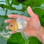 AAA Grade Lemonhead Panda Button Eyes Oranda Male 5-5.5 inches #0913OR_13