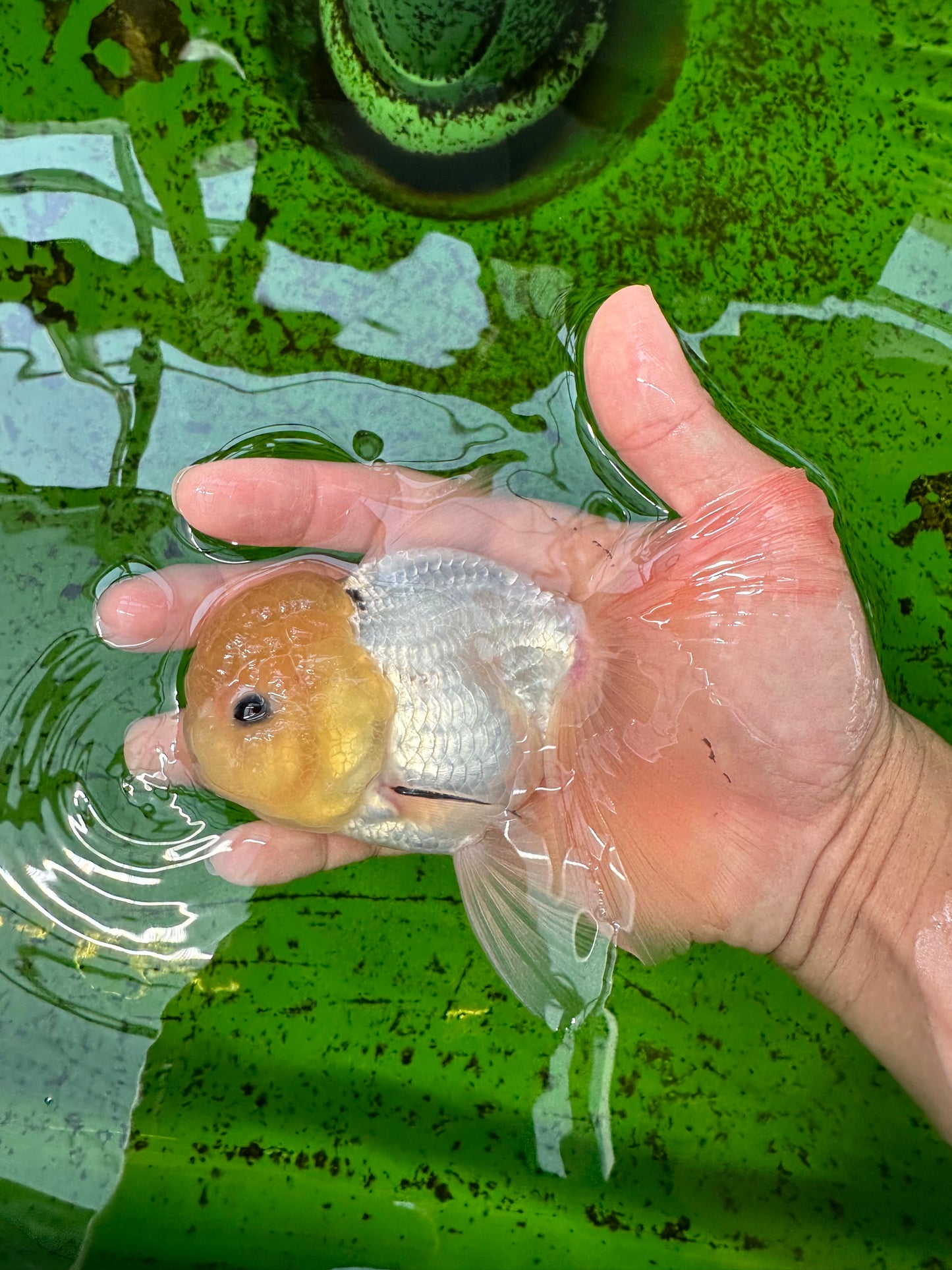 AAA Grade Lemonhead Panda Button Eyes Oranda Male 5-5.5 inches #0913OR_13