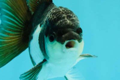 Panda Oranda Male 4 inches #102524OR_22