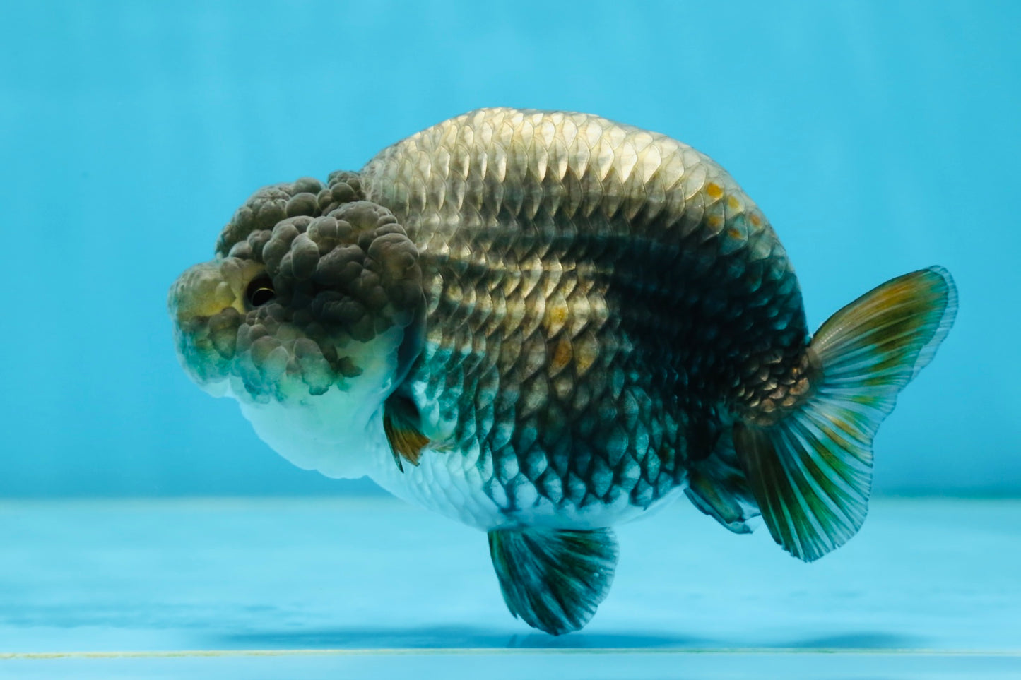 A Grade RARE Blue LionQueen 4.5 inches #062025LC_12