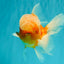 A Grade Jade Head Sakura Oranda Male 6-6.5 inches #082826OR_01