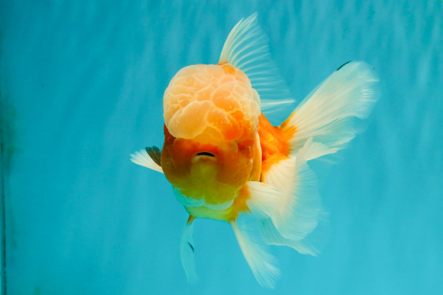 A Grade Jade Head Sakura Oranda Male 6-6.5 inches #082826OR_01
