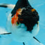 Tricolor Oranda Female 6 inches #090525OR_21