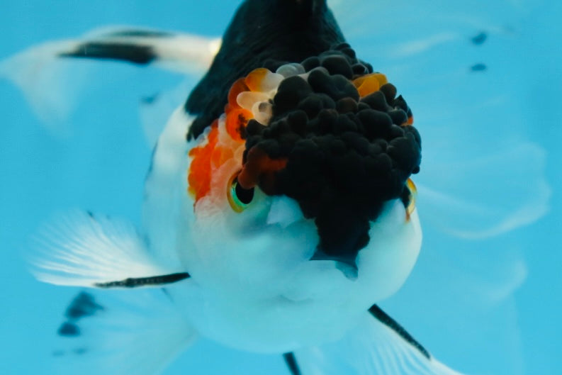 Tricolor Oranda Female 6 inches #090525OR_21