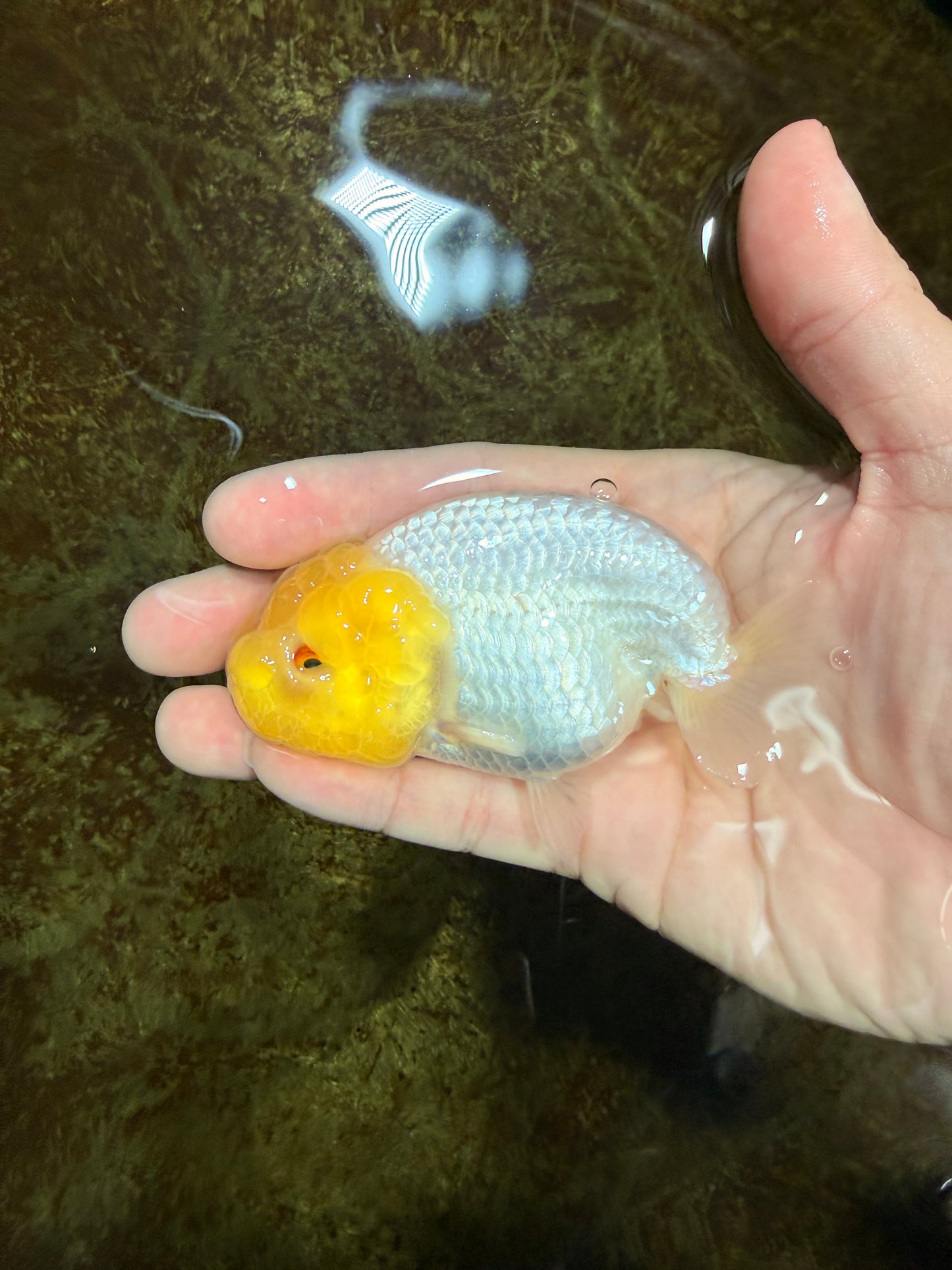 White Lionchu Female 3.5 inches #121225LC_13