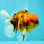 SPECIAL AAA Grade Tiger Oranda Male 5 inches #090426OR_03