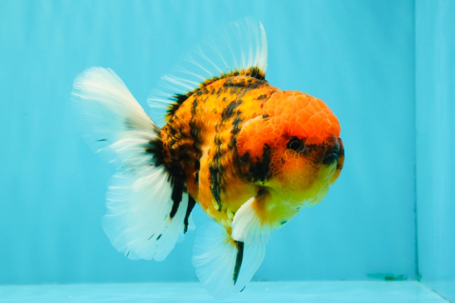 SPECIAL AAA Grade Tiger Oranda Male 5 inches #090426OR_03