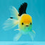 A Grade Panda Button Eyes Oranda Male 5-5.5 inches #031326OR_28
