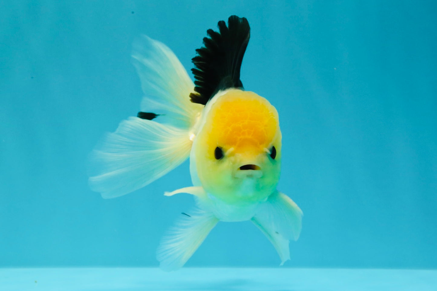 A Grade Panda Button Eyes Oranda Male 5-5.5 inches #031326OR_28