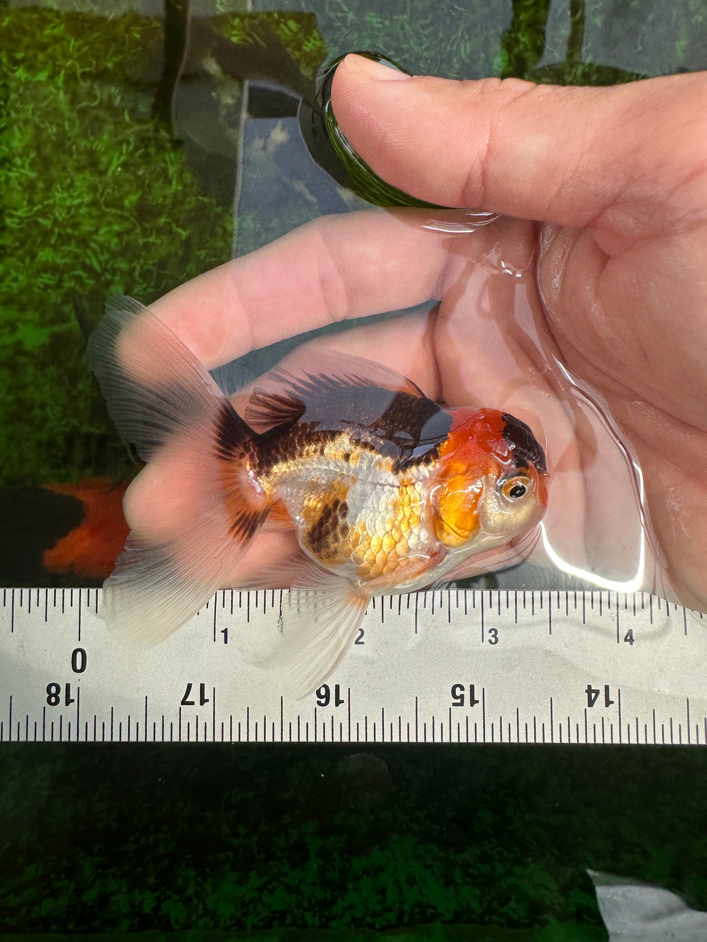 Butterfly Tail Tricolor Oranda Male 3.5 inches #1004OR_29