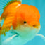 A Grade Red White Oranda Male 5.5 inches #081426OR_08