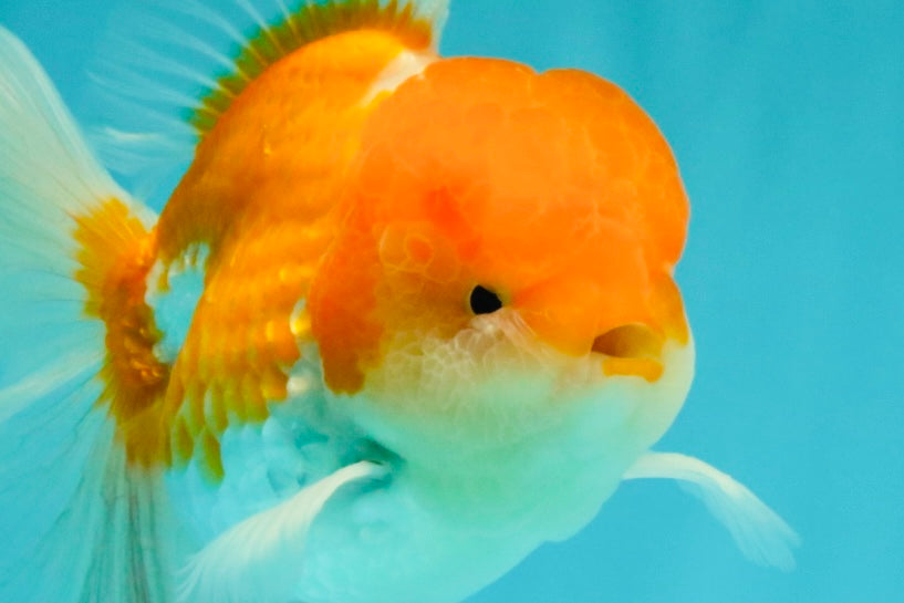 A Grade Red White Oranda Male 5.5 inches #081426OR_08
