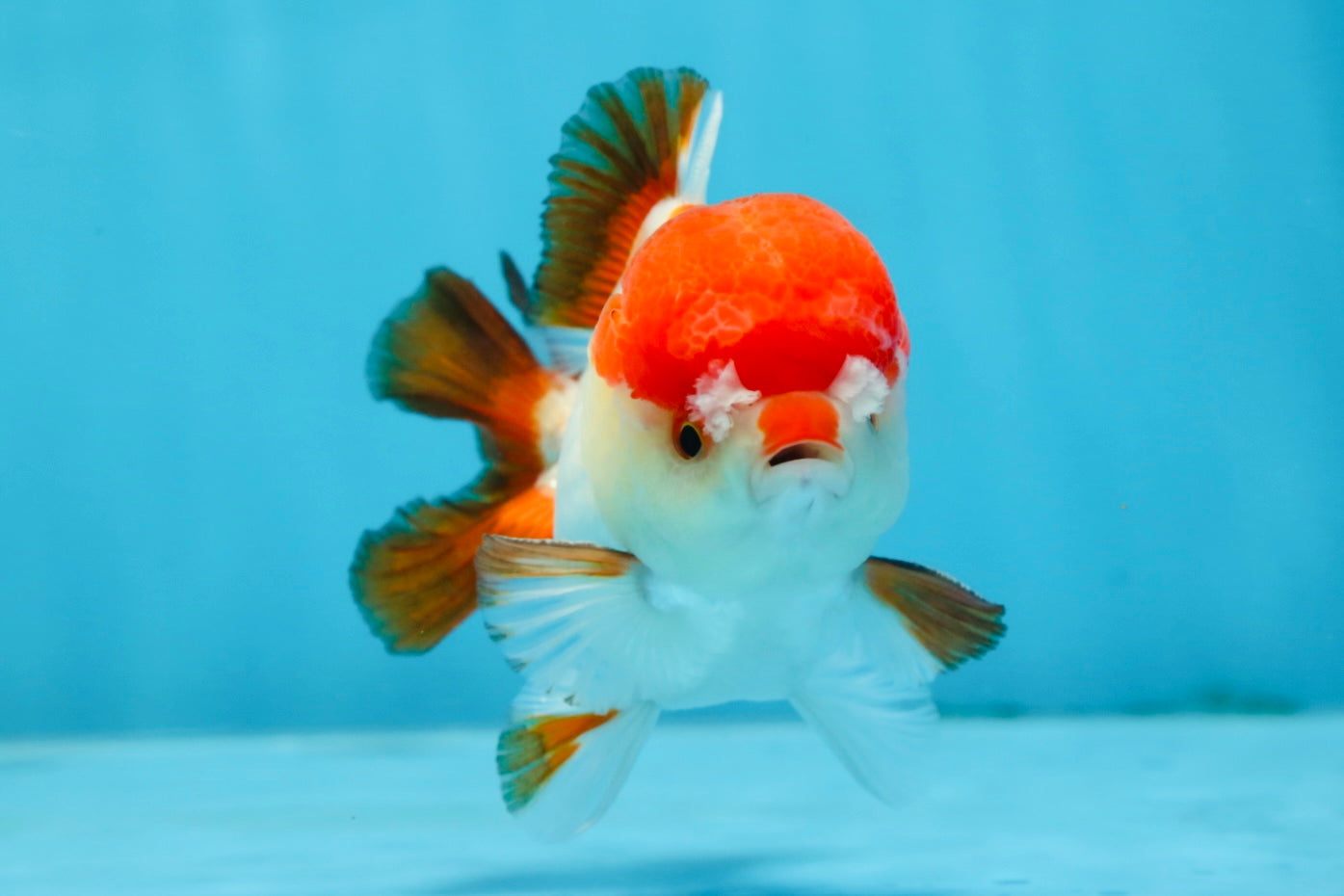 A Grade Pompom Tricolor Yuanbao Male 4 inches #071125YB_17