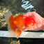 A Grade Red White Oranda Male 5.5-6 inches #041726OR_13