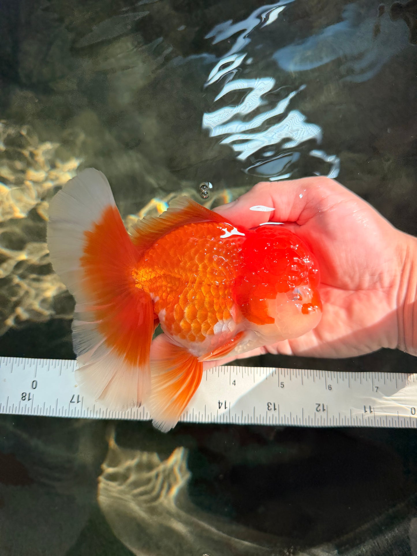 A Grade Red White Oranda Male 5.5-6 inches #041726OR_13