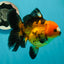 Apache (Black Orange) Pompom Button Eyes  Oranda Female 5.5 inches #110124OR_03