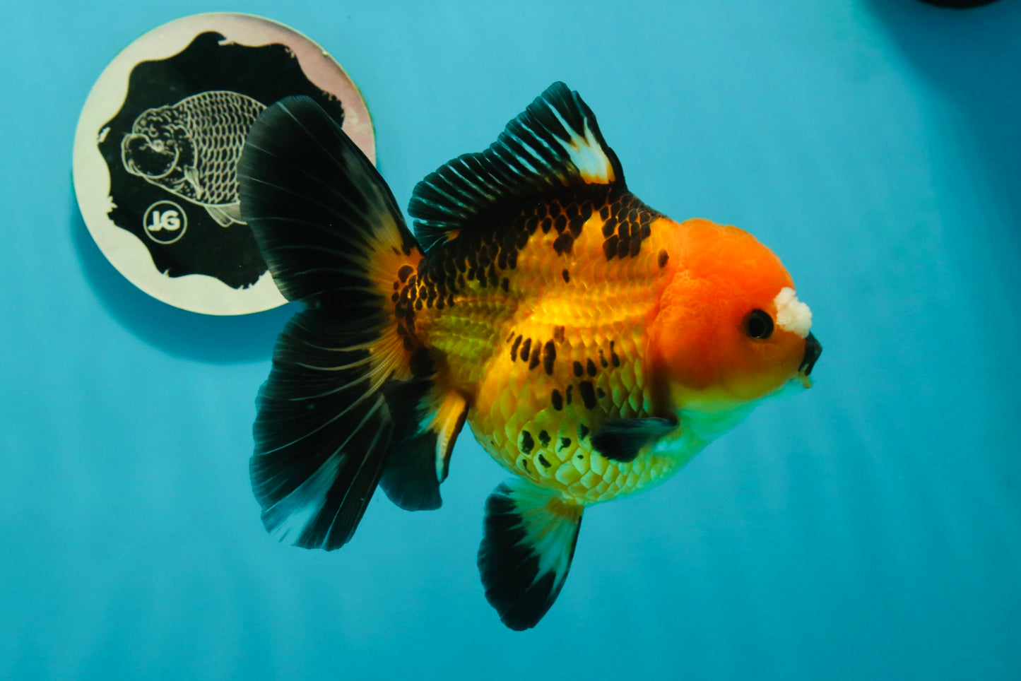 Apache (Black Orange) Pompom Button Eyes  Oranda Female 5.5 inches #110124OR_03