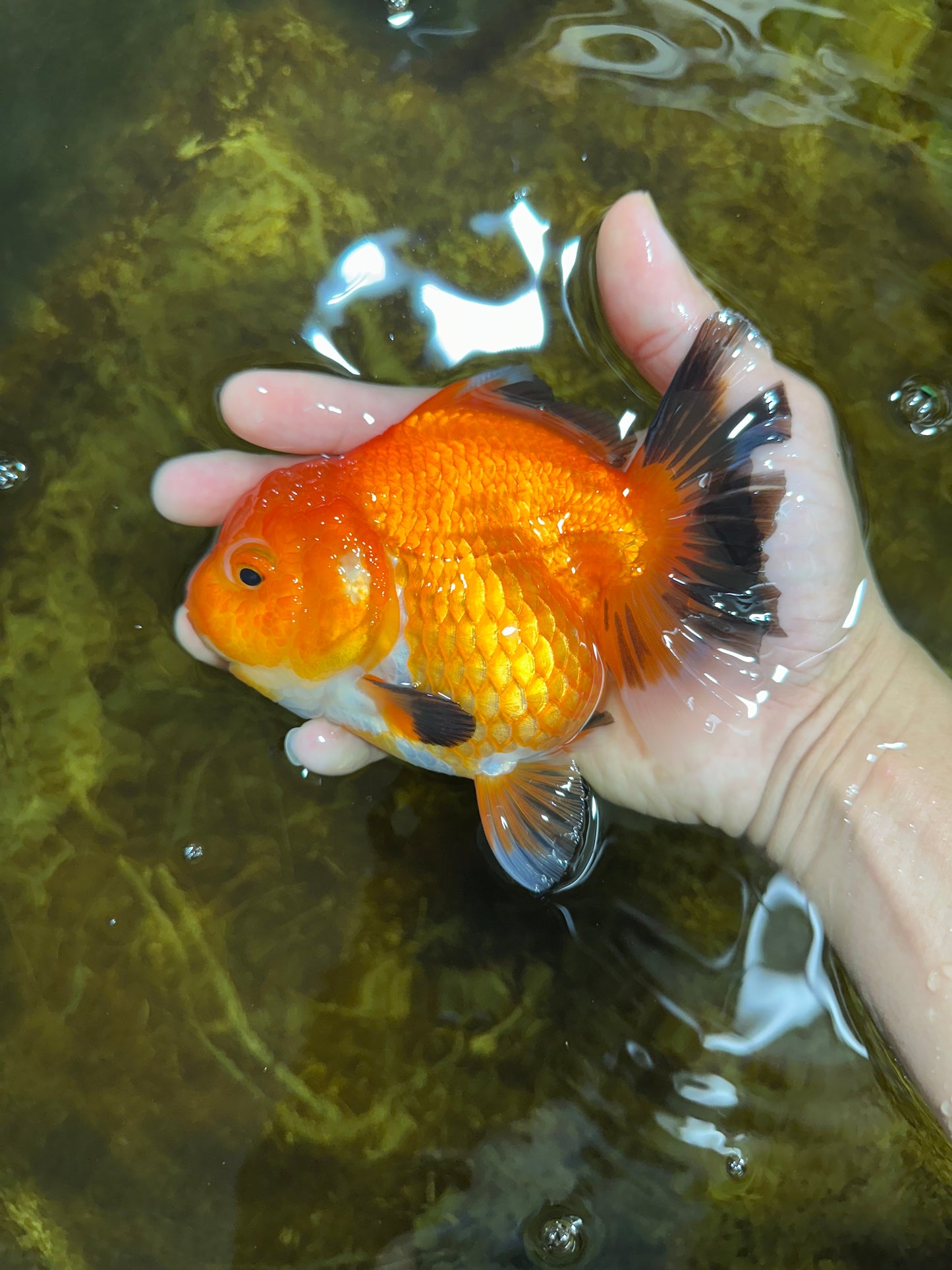 NEMO Apache Yuanbao Female 5-5.5 inches #091925YB_18