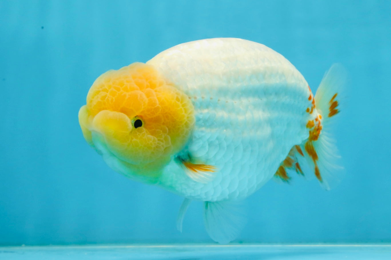 AAA Grade Strong Body Structure Lemonhead LionKing 5.5 inches #101025LC_18