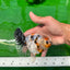 A Grade Unique Calico Oranda Female 4.5 inches #0607OR_10