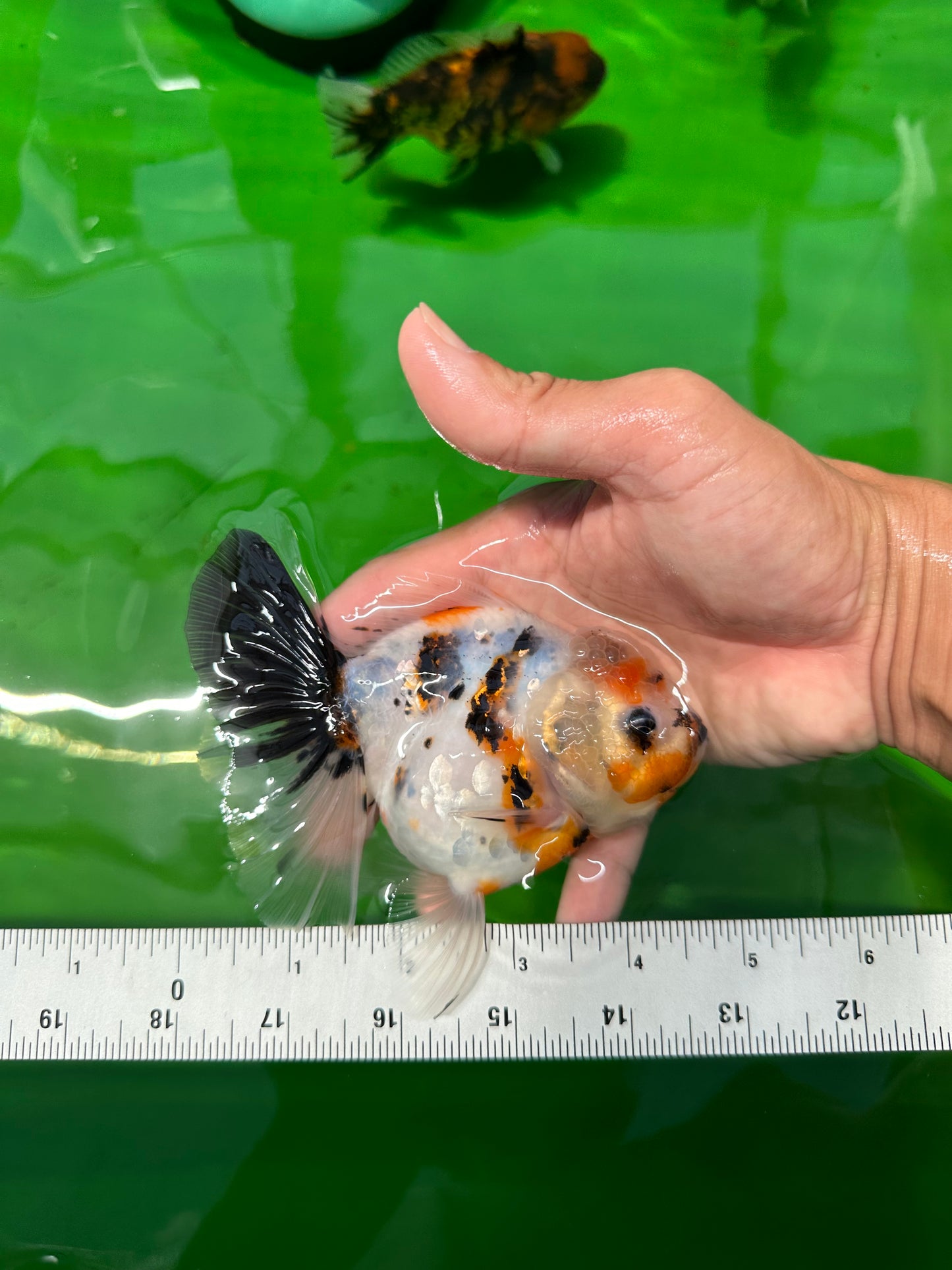 A Grade Unique Calico Oranda Female 4.5 inches #0607OR_10