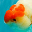 CHUBBY AAA Grade Super Hybrid Buffalo Red White  Ranchu Male 5.5 inches #100226RC_22