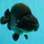 CHUBBY AAA Grade Platinum Black Blue Ranchu Male 5 inches #062626RC_09