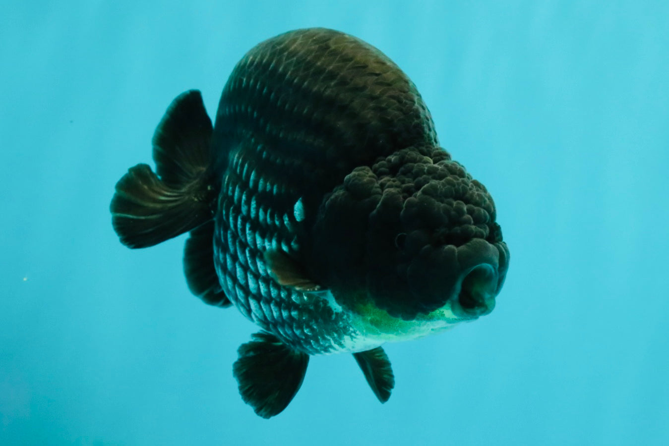 CHUBBY AAA Grade Platinum Black Blue Ranchu Male 5 inches #062626RC_09