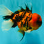 A Grade Tiger Oranda Male 5.5 inches #062626OR_26