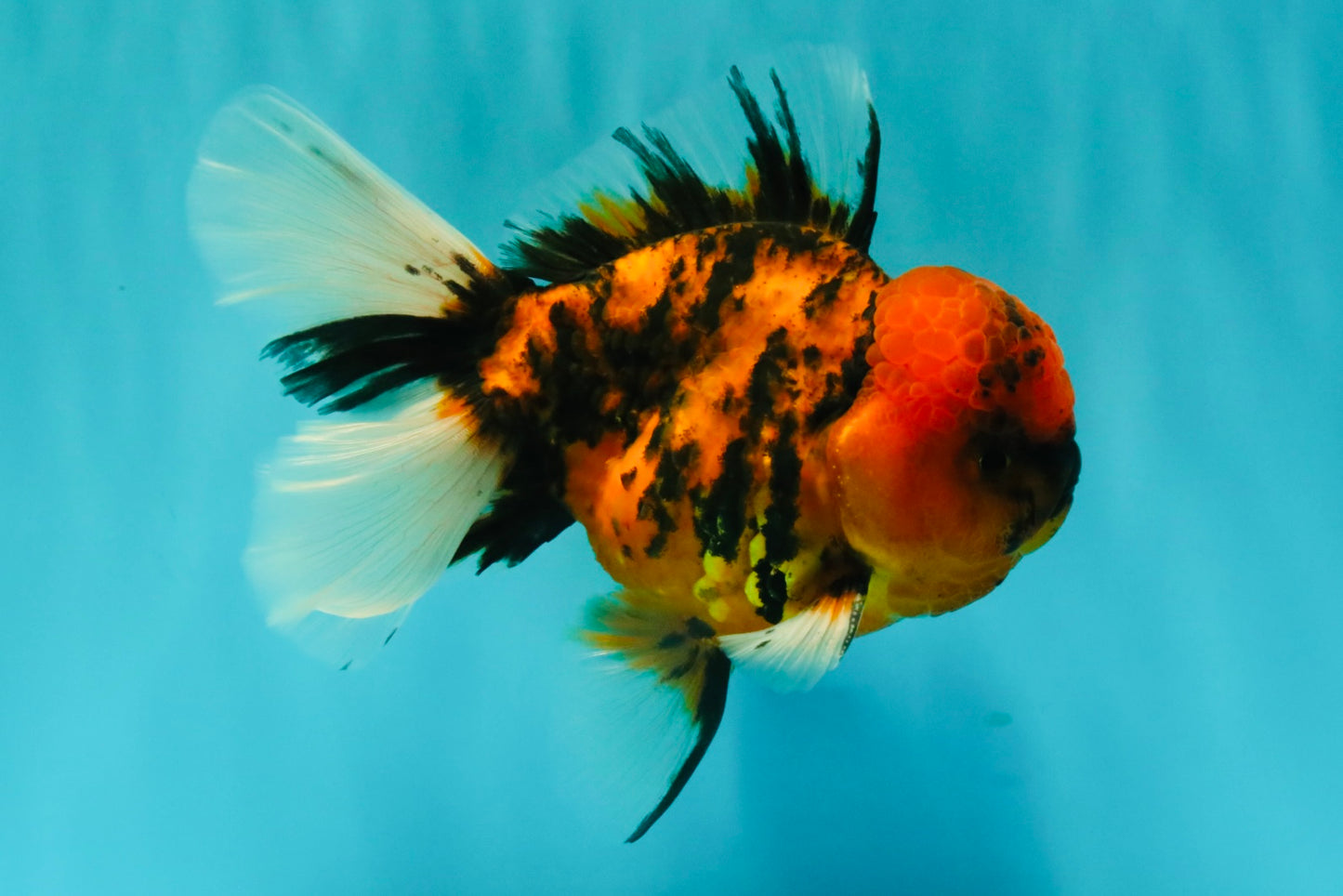 A Grade Tiger Oranda Male 5.5 inches #062626OR_26