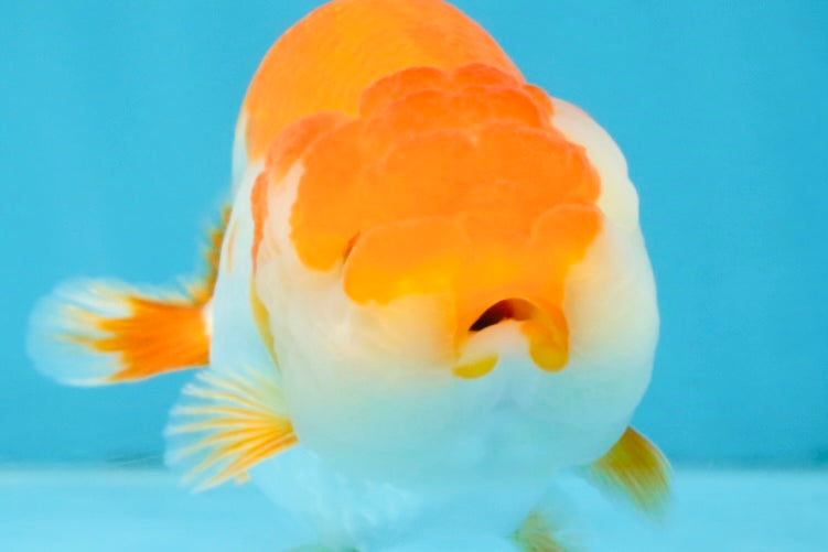 A Grade Red White LionQueen 4 inches #103125LC_20