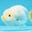 A Grade DUCKY White LionQueen 4.5-5 inches #122724LC_14