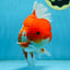 TOMATO AAA Grade Red White Oranda Male 5.5-6 inches #082225OR_11