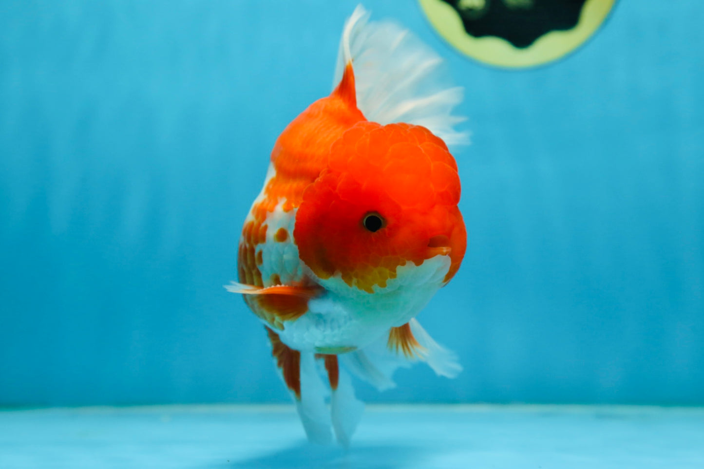 TOMATO AAA Grade Red White Oranda Male 5.5-6 inches #082225OR_11