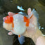A Grade BIG WEN Kohaku Sakura Oranda Female 6-6.5 inches #091225OR_15