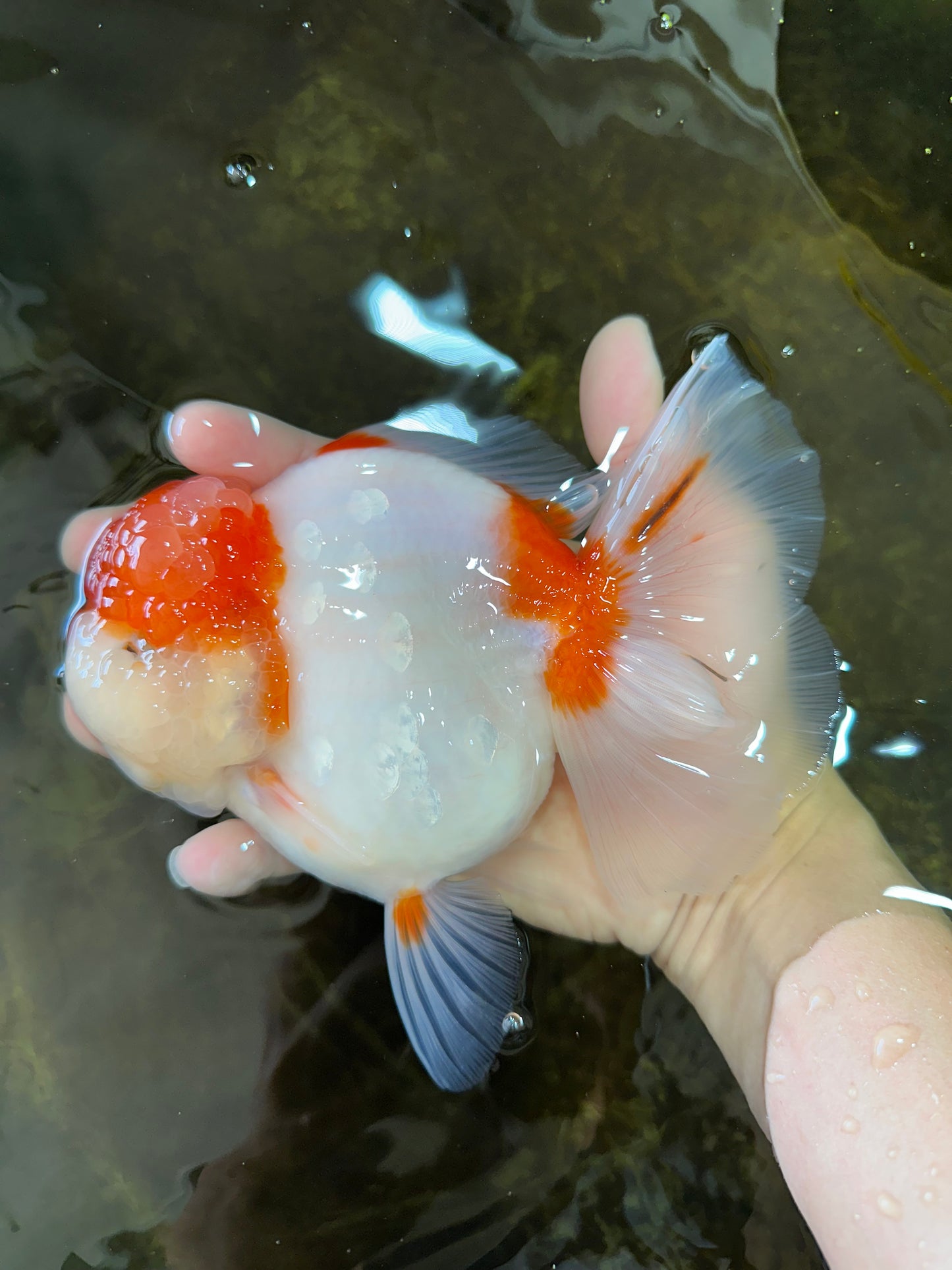 A Grade BIG WEN Kohaku Sakura Oranda Female 6-6.5 inches #091225OR_15