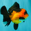 CHUBBY A Grade Apache Oranda Female 6 inches #071726OR_17