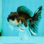 Panda Oranda Male 4 inches #110124OR_14