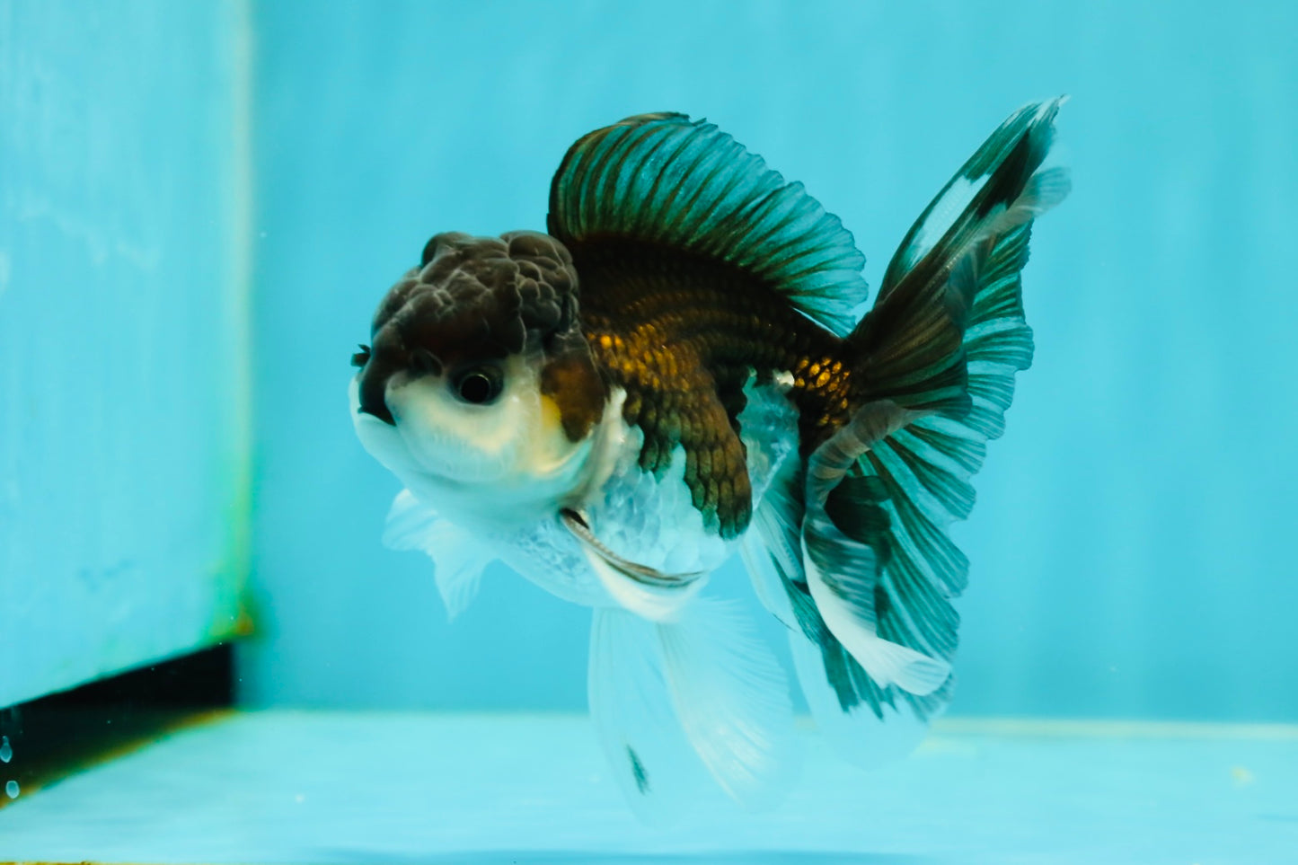 Panda Oranda Male 4 inches #110124OR_14