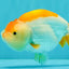 A Grade Orange White LionQueen 4.5-5 inches #072426LC_35