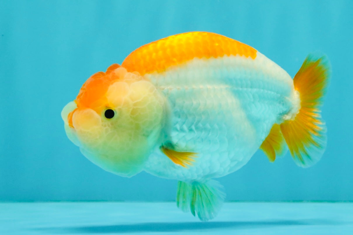 A Grade Orange White LionQueen 4.5-5 inches #072426LC_35