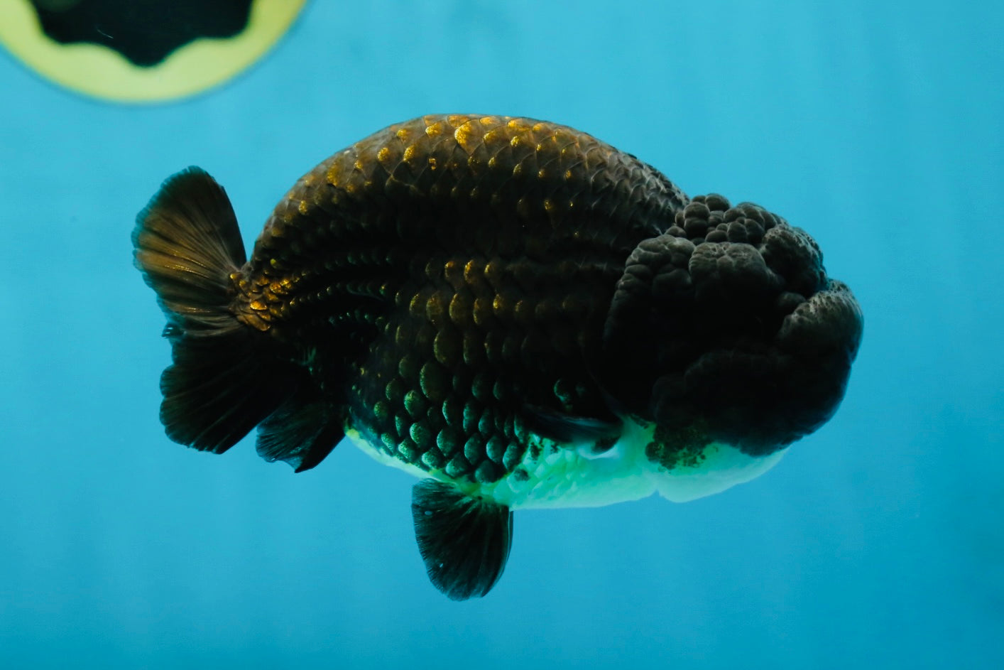 A Grade Black LionKing 4.5 inches #052325LC_19