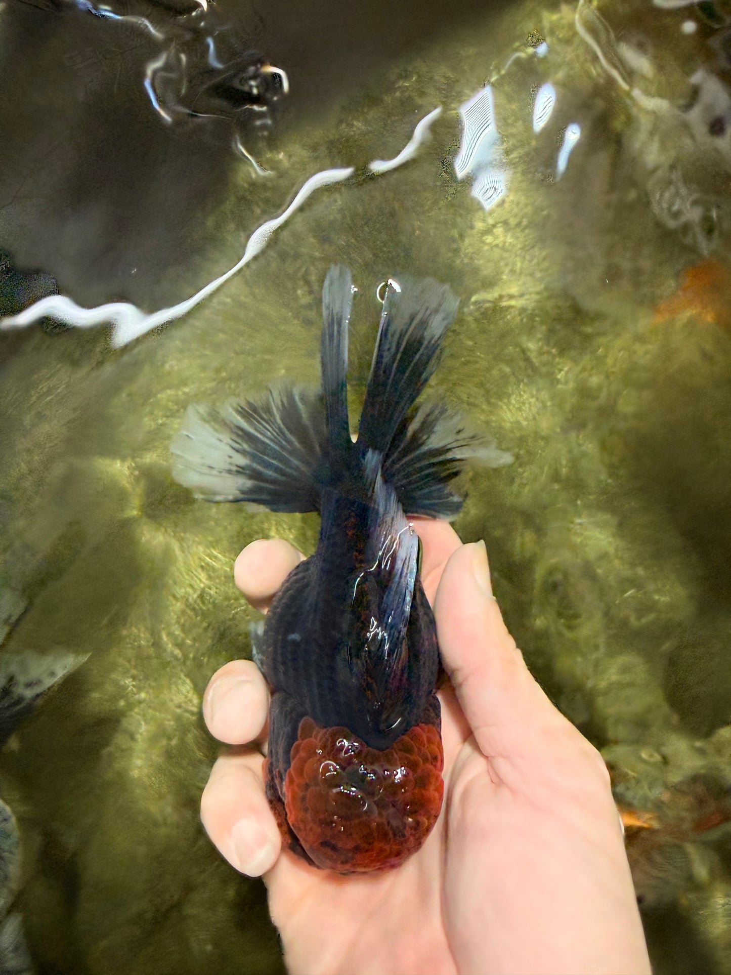 AAA Grade Dark Tiger Red Head Oranda Male 5-5.5 inches #050126OR_10